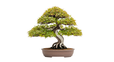 Elegant bonsai tree isolated on transparent background, a miniature representation of nature and art, perfect for indoor decoration and symbol of peace and harmony