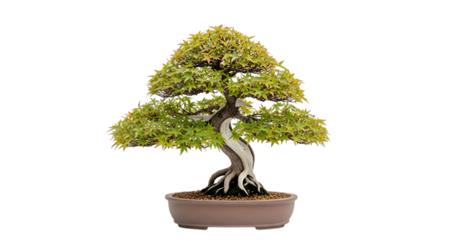 Elegant bonsai tree isolated on transparent background, a miniature representation of nature and art, perfect for indoor decoration and symbol of peace and harmony - Powered by Adobe