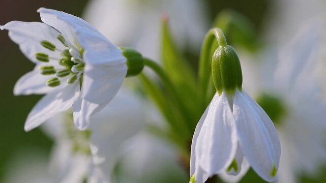 Detailed Botanical Examination of Spring Snowflake Flowers (Leucojum Vernum) with Selective Focus on Petals and Stamens