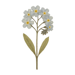 PNG Delicate vintage floral illustration