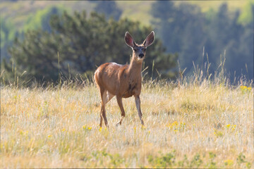 Mule Deer Does