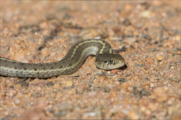 Bull Snake