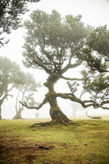 fanal laurel forest in madeira with majestic ancient trees
