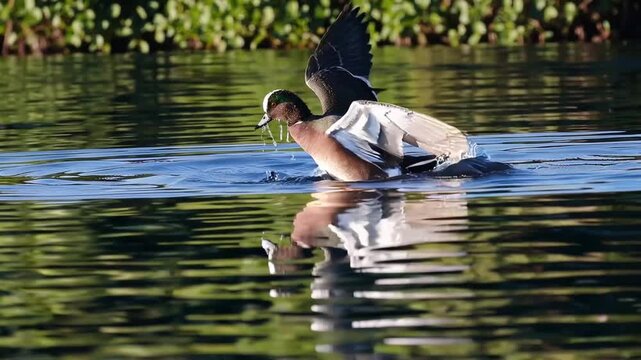 American Wigeon duck species graphed on Cheney Lake in Anchorage, Alaska displaying its distinctive plumage pattern