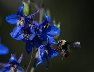 Bumble bee gathering nectar