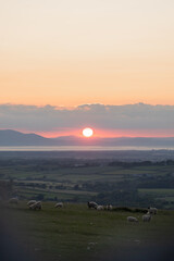 Twilight Grazing: A Quiet Moment Before Nightfall