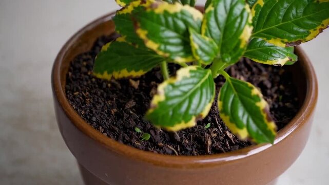 Verdant Flora Exhibiting Chlorotic Foliage is Situated in Container With Growth Medium for Cultivation and Maintenance