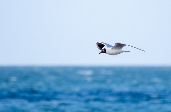 Common Tern in flight