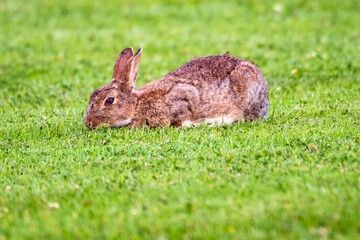 Rabbit feeding on grass
