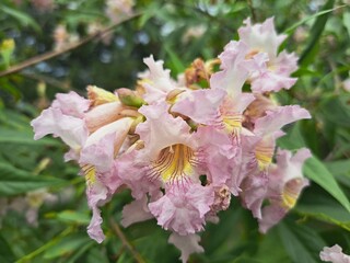 Close-up of Flowers in a Park around the Amir Temur Square in Tashkent, Uzbekistan