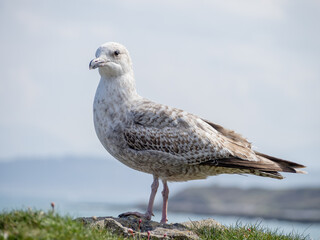 Juvenile Herring Gull on a wall