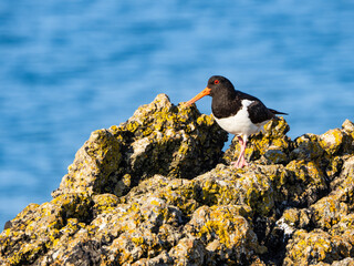 Oystercatcher on rocks