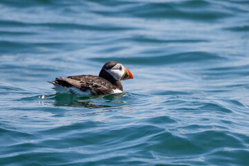 Puffin in the sea