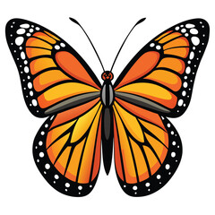 butterfly isolated on white background