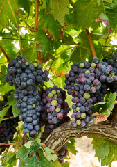 Vineyard Detail: Ripe Grapes in Close-Up