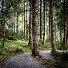 Fototapeta premium Trees in Hafren Forest, Mid Wales