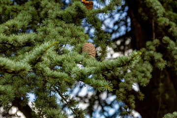 Close-up of cedar branch with silver-green needles and upright cones against blurred foliage and...