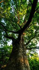 Fototapeta premium Lush tree canopy viewed from below
