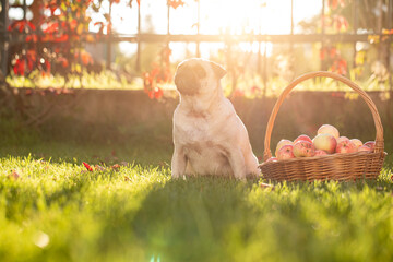 pug dog sits next to basket of apples, harvest