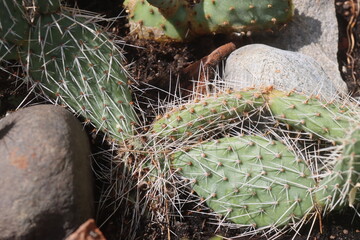 kaktus opuncja Opuntia polyacantha var. rubrispinus mrozoodporna
