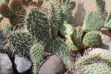 kaktus opuncja Opuntia polyacantha var. rubrispinus mrozoodporna