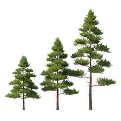 Obraz premium Three pine trees isolated on transparent background transparent background