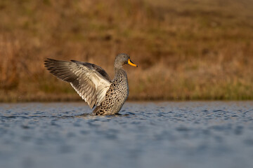 Yellow billed duck clapping his wings