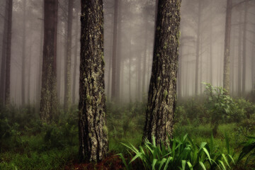 A close-up view of moss-covered tree trunks in a misty forest. Soft fog fills the background, creating a moody and tranquil atmosphere.