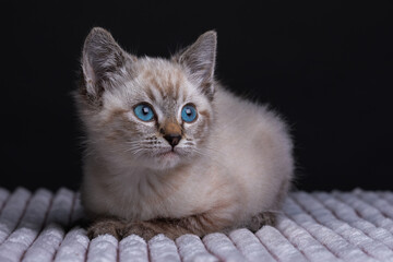 Curious Kitten Looking to the Side