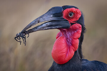 Southern Ground Hornbill with Prey in Beak