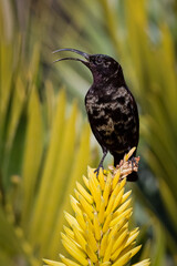 Male Amethyst Sunbird Perched on Aloe Flower