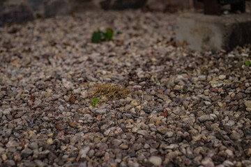 A rough gravel surface with scattered pebbles, small green weeds, and dried plant debris near a concrete structure.