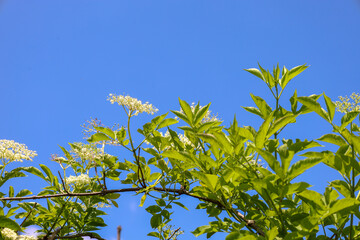 Flowering elderberry branches with white blossoms and bright green leaves are set against a clear, rich blue sky. The composition creates a sense of freshness, summer, and natural beauty.
