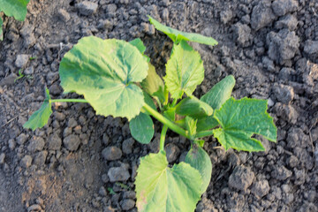 ​A young zucchini or pumpkin sprout with wide green leaves grows from the fertile, dark soil. The image symbolizes growth, agriculture, nature, and new beginnings.