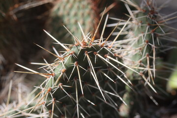 kaktus opuncja Opuntia polyacantha var. rubrispinus mrozoodporna