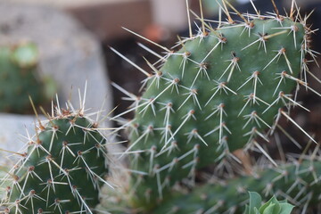 kaktus opuncja Opuntia polyacantha var. rubrispinus mrozoodporna