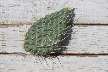 kaktus opuncja Opuntia polyacantha var. rubrispinus mrozoodporna