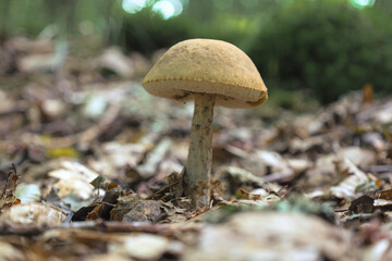 A single mushroom grows on the forest floor, surrounded by dry leaves and twigs. The warm color palette and soft focus create a calm and natural forest atmosphere, highlighting the beauty of the wild.