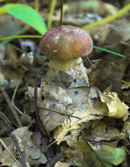 ​A young porcini mushroom breaks through layers of fallen leaves. Its cap stands out against the dry forest litter. This photograph conveys a sense of tranquility and the beauty of wildlife.