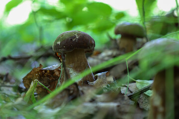 ​A group of porcini mushrooms grows among dry leaves and green grass in the forest. The low-angle shot shows the beauty and mystery of wildlife. The image perfectly conveys the atmosphere of a quiet h
