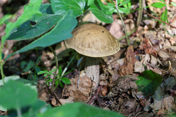 A forest boletus mushroom grows among dry leaves on a forest glade. Its succulent cap and sturdy stem make it a desired trophy. This photograph perfectly conveys the sense of natural richness.