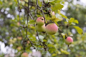 apple tree branch in the garden