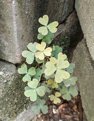 Heart shaped green leaves, plants growing in bricks, nature photography, greenery wallpaper, moss...