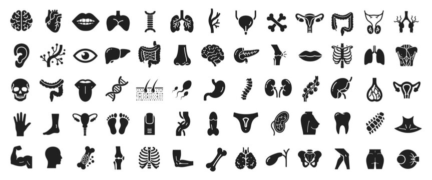 Human body parts and organs vector icon set. Vector pictograms of anatomy, kidney, bladder, pancreas, intestine, thyroid, pelvis, skeleton, joint, hand, mouth, solid flat Silhouette illustration.