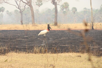 Jabiru stork flying over scorched land during a forest fire in the Southern Pantanal, Brazil, October 2019, with cattle and trees in the smoky background.