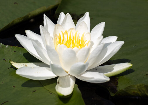 A white waterlilly blooms on a summer day