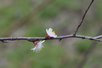 Apricot tree bloom in the forest