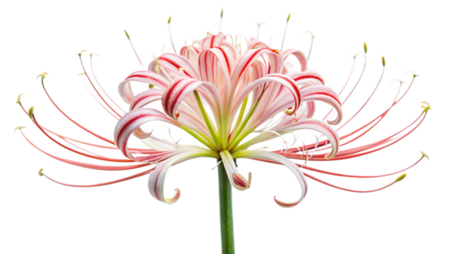 abstract flower vector illustration