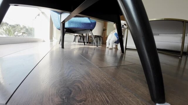 Small Shih Tzu runs quickly from one end of the room to the other, full of joy and playful energy.
