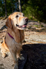  Contented Golden Retriever Lounging Amongst the Forest's Greenery and Wildflowers